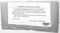 Stereum ostrea image
